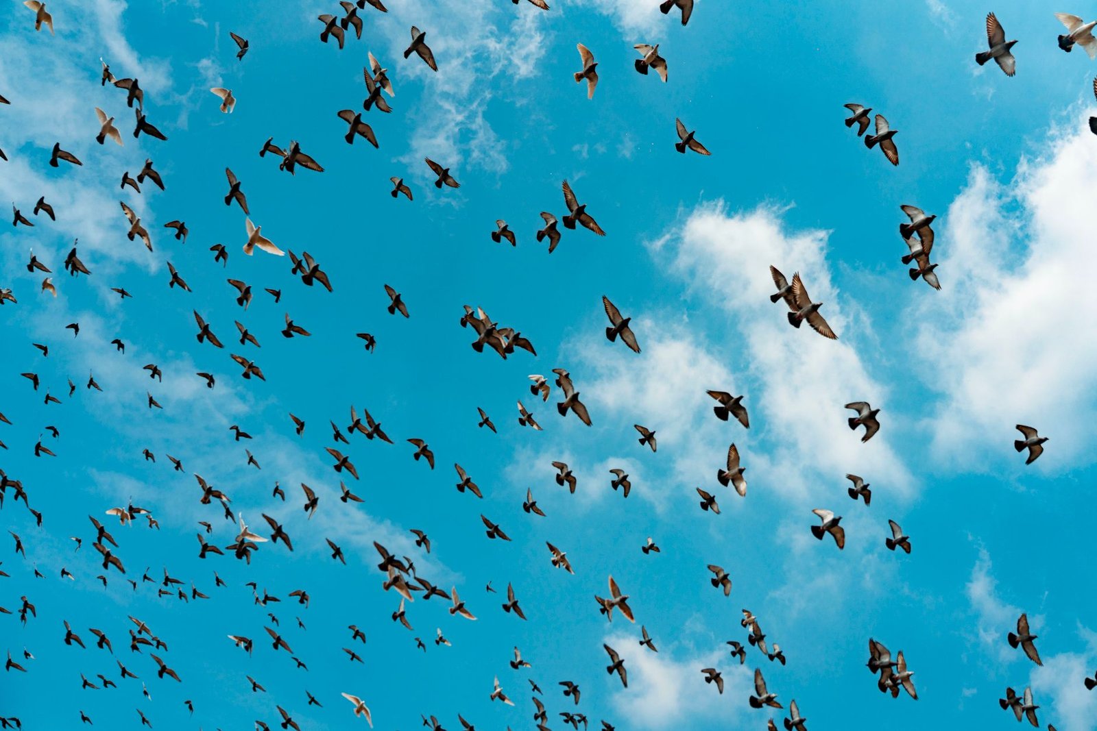 wordpress migration